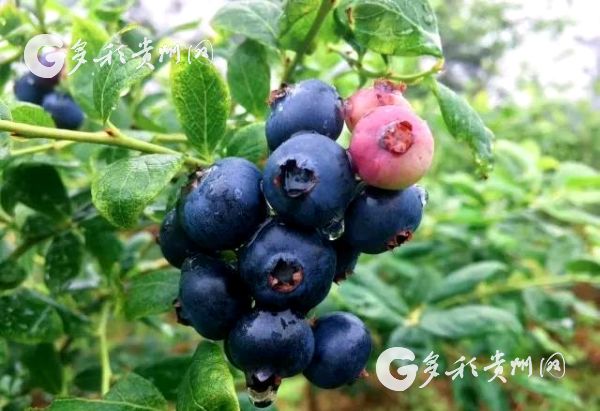 （市州）全省第四家！麻江农业产业园入选国字号创建名单