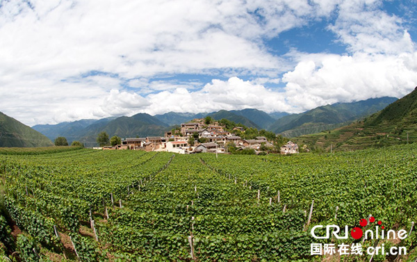 图片默认标题_fororder_金川葡萄基地