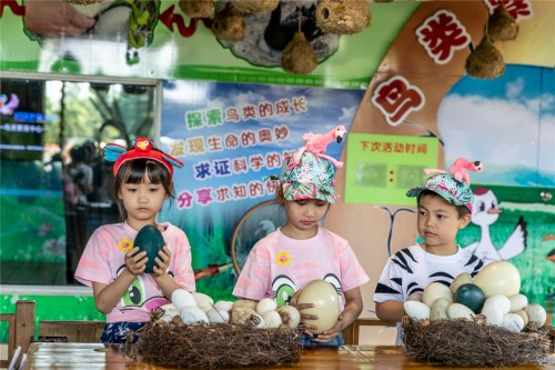 长隆飞鸟乐园从测胎心透视珍稀猴面鹰孵化全过程