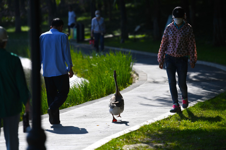 长春友谊公园花红柳绿 吸引市民来此徒步健身