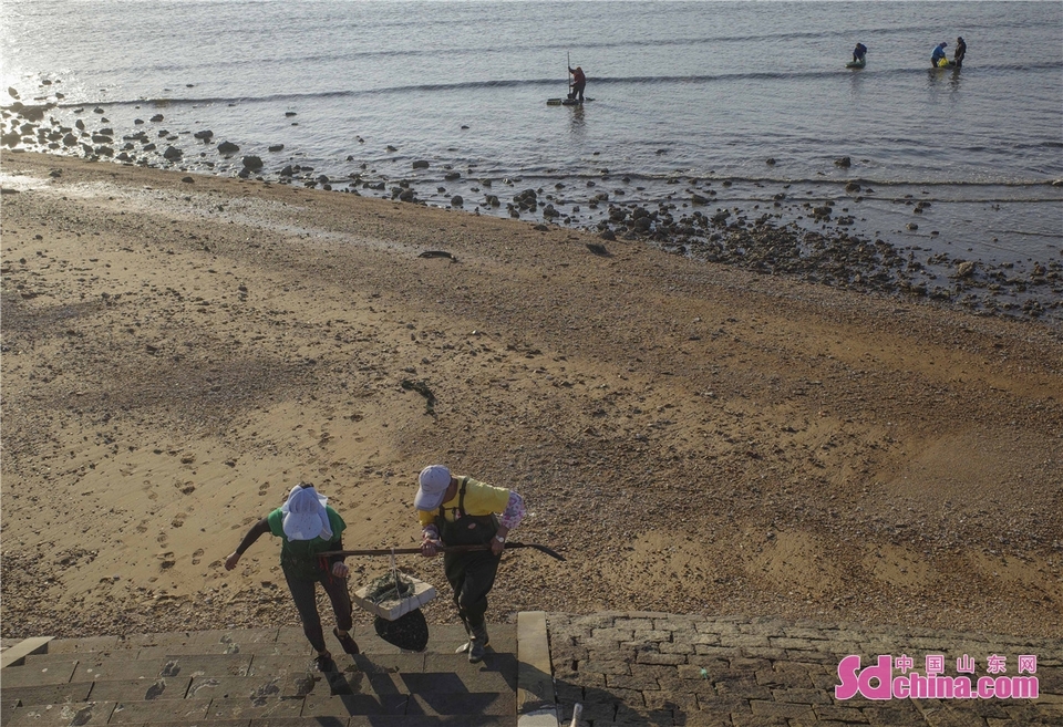 青岛西海岸新区:赶海日渔民挖蛤蜊