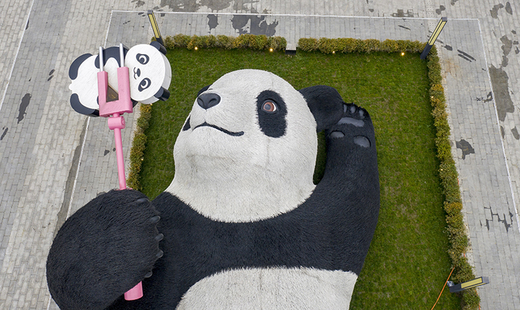 "Selfie-taking Panda" in Dujiangyan Wins International Prize_fororder_1