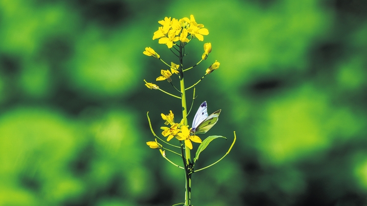 秋意渐浓 白城市油菜花与红花荞麦相继开放