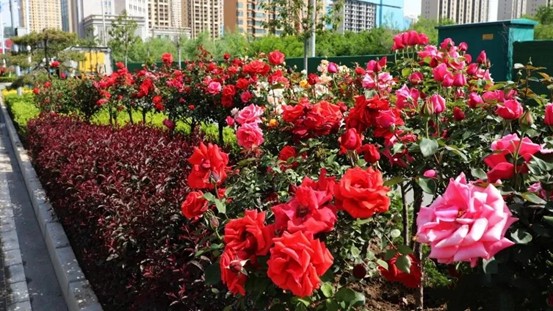 【我为群众办实事】临夏市：推进城市绿化建设 为打造魅力花都 建设公园城市“增绿增色”