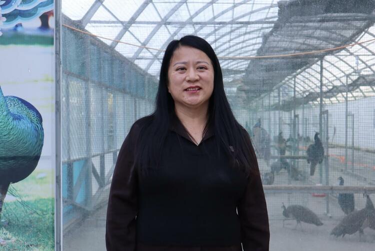 【石榴花开 籽籽同心】内蒙古兴安盟义勒力特镇：孔雀“东北飞”的故事