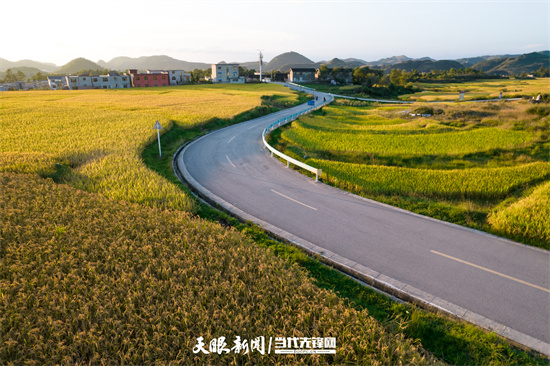 （中首）贵阳花溪：高坡稻田迎丰收 金黄一片秋意浓