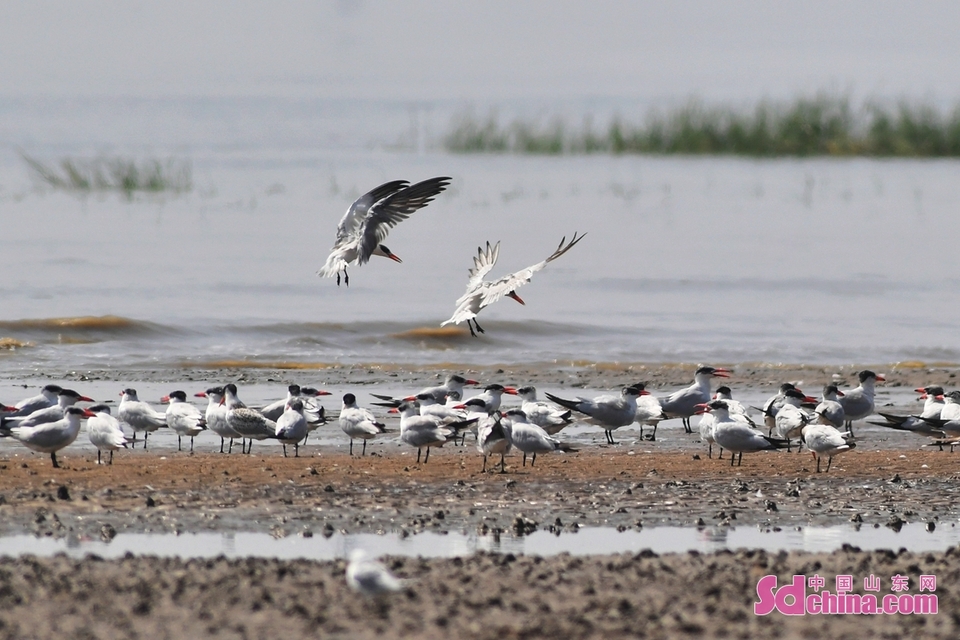 200余只红嘴巨鸥“亮相”青岛沿海湿地