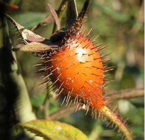 图片默认标题_fororder_图片2-2