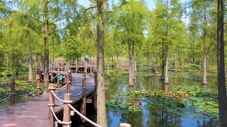 守护爱情的池杉湖