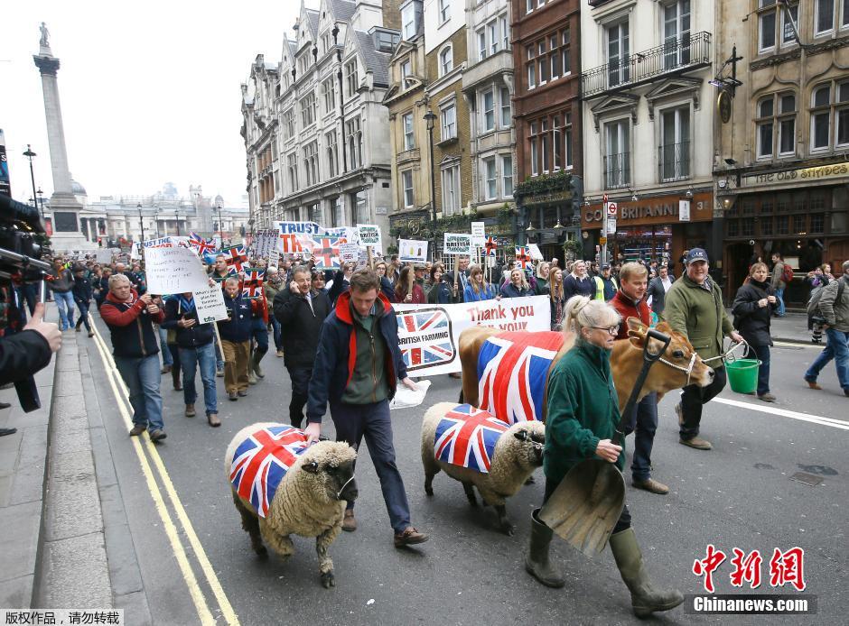 英国农民示威游行牛羊街上遛弯组图