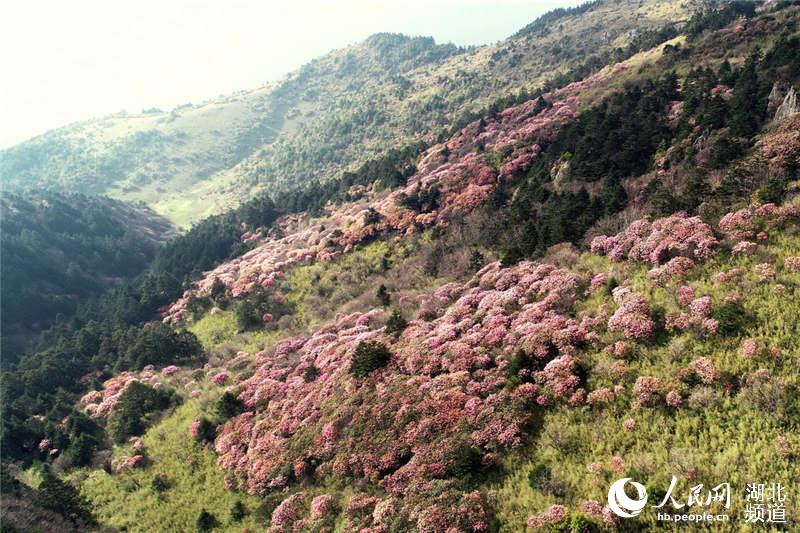 湖北神农顶高山杜鹃盛开