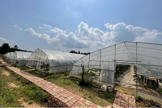 广元剑阁县火龙果种植产业助力群众奔康致富_fororder_未标题-3