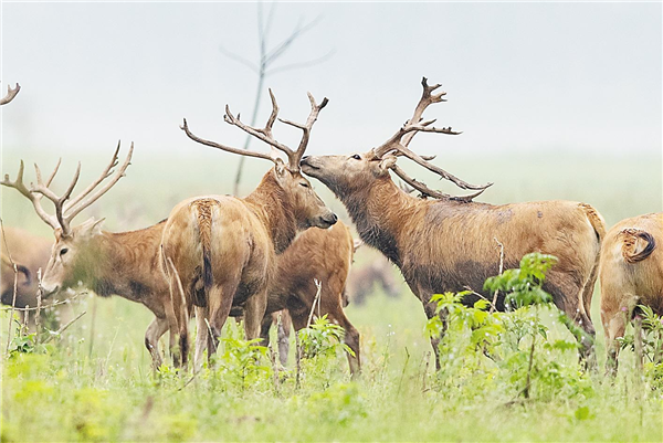 培育世界最大野生麋鹿种群 开展首次生物多样性本底调查 美丽湖北 万物并秀_fororder_01