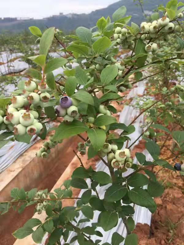 巴中恩阳：搬新家住新房 “蓝莓、脆李”产业来帮忙_fororder_基地的蓝莓