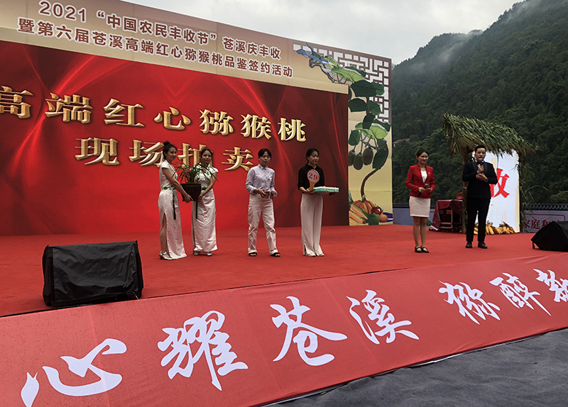广元苍溪:猕猴桃硕果满枝 共绘丰收美景_fororder_现场拍卖苍溪高端红心猕猴桃--拍卖价达8万元
