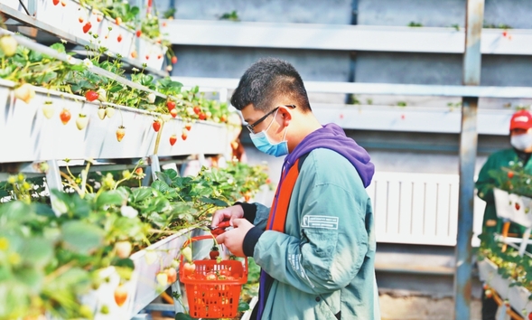 同江:温室草莓香市民采摘忙
