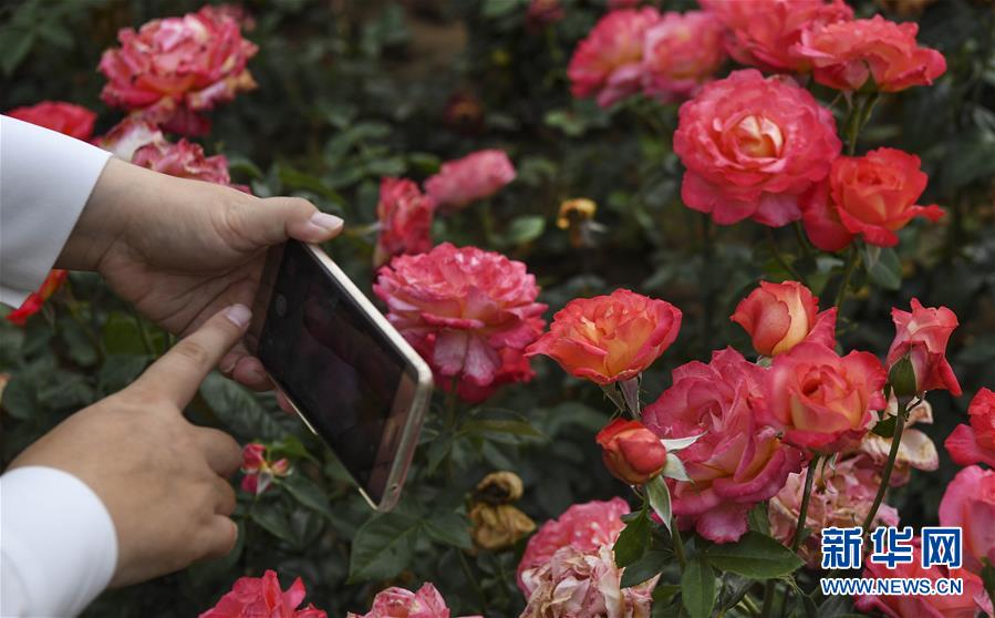 陕西洛南:铺满鲜花的玫瑰小镇