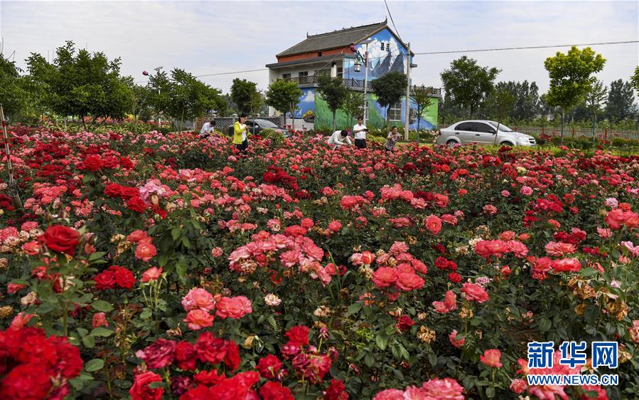 陕西洛南:铺满鲜花的玫瑰小镇
