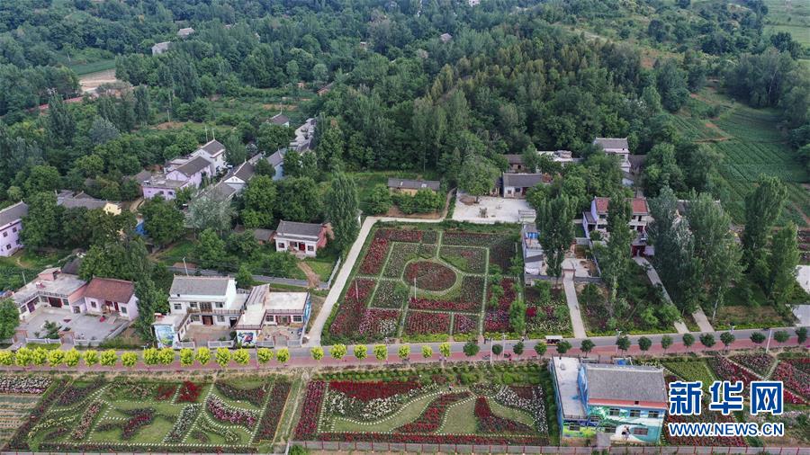 陕西洛南:铺满鲜花的玫瑰小镇
