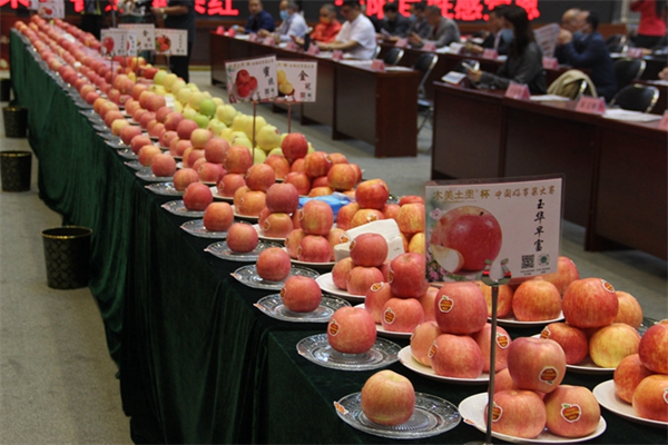 第四届中国(千阳)好苹果大赛总决赛举行 7个中早熟苹果获金奖_fororder_图片7