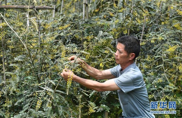 广西环江：中草药种植助增收