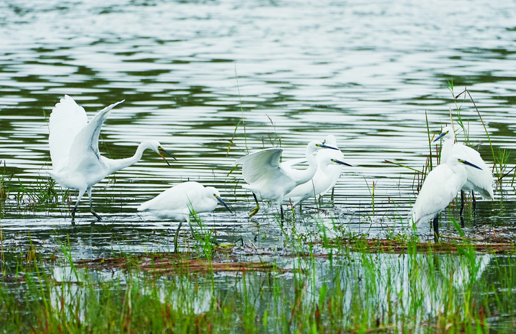 长春南溪湿地公园伊通河附近引来白鹭做客