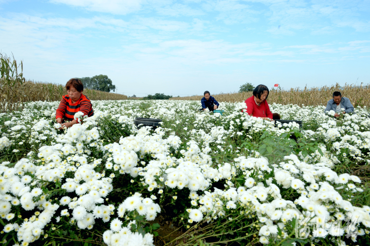 河北平乡：种植杭白菊 满地“致富花”