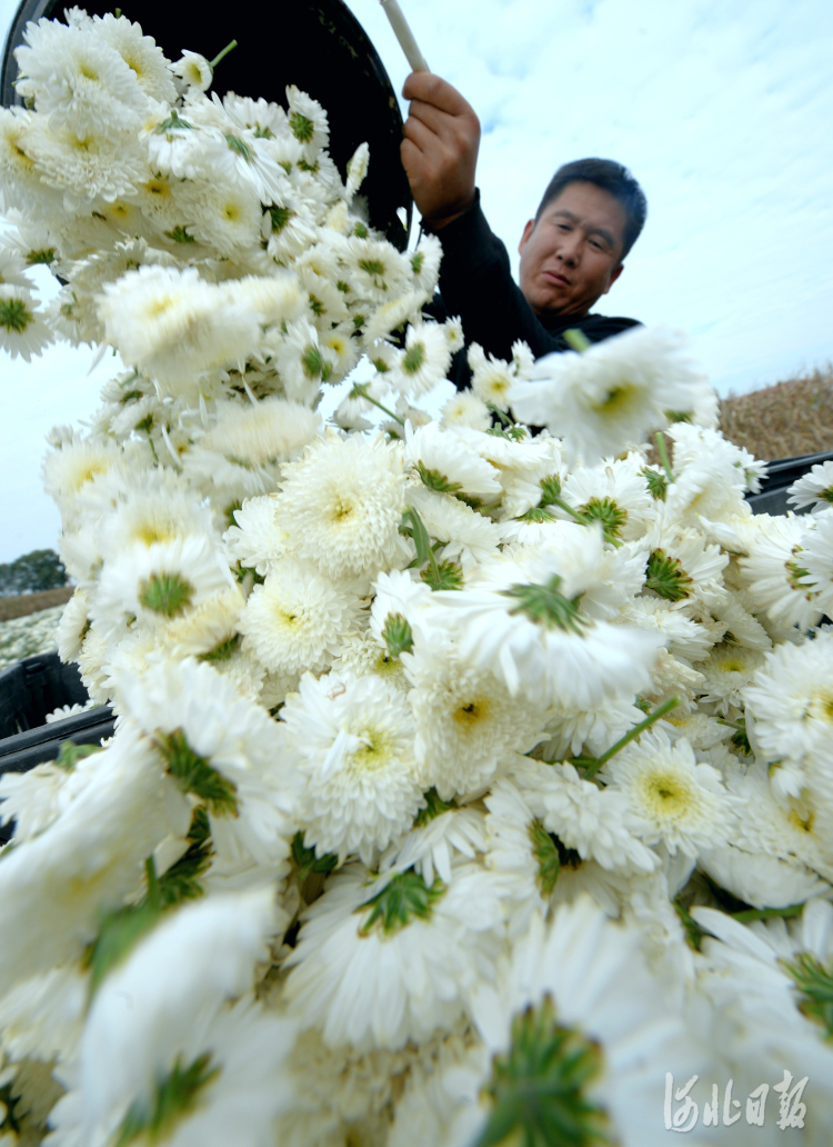 河北平乡：种植杭白菊 满地“致富花”