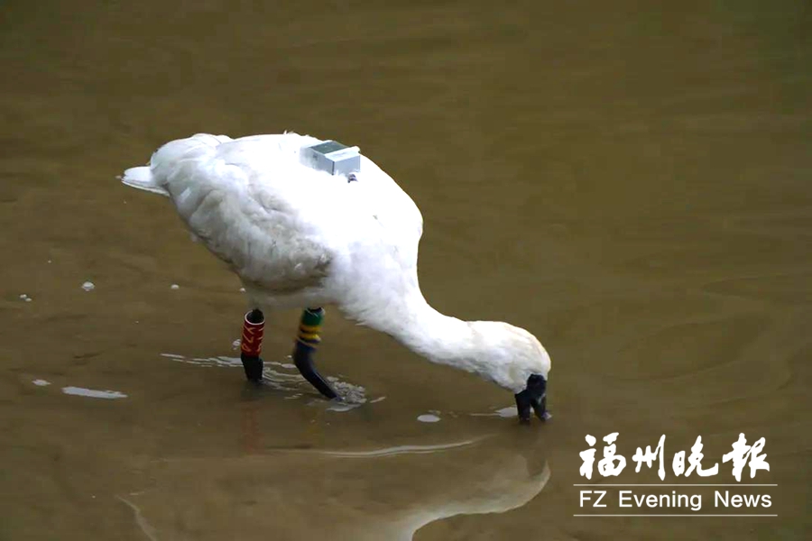 闽江河口湿地现黑脸琵鹭“长住客”