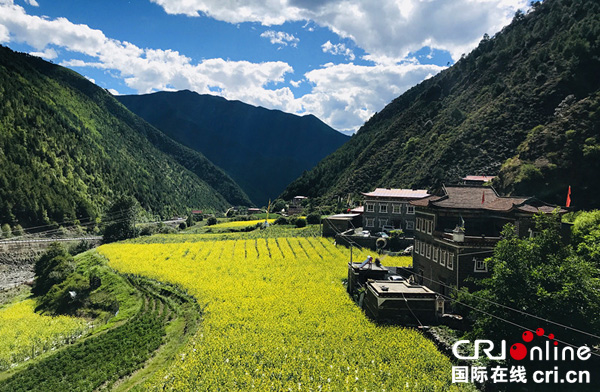 甘孜州雅江县:油菜花田开启农旅融合和文旅融合的年度大戏