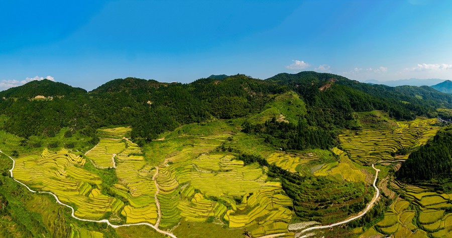 福建宁化：晚稻收割忙