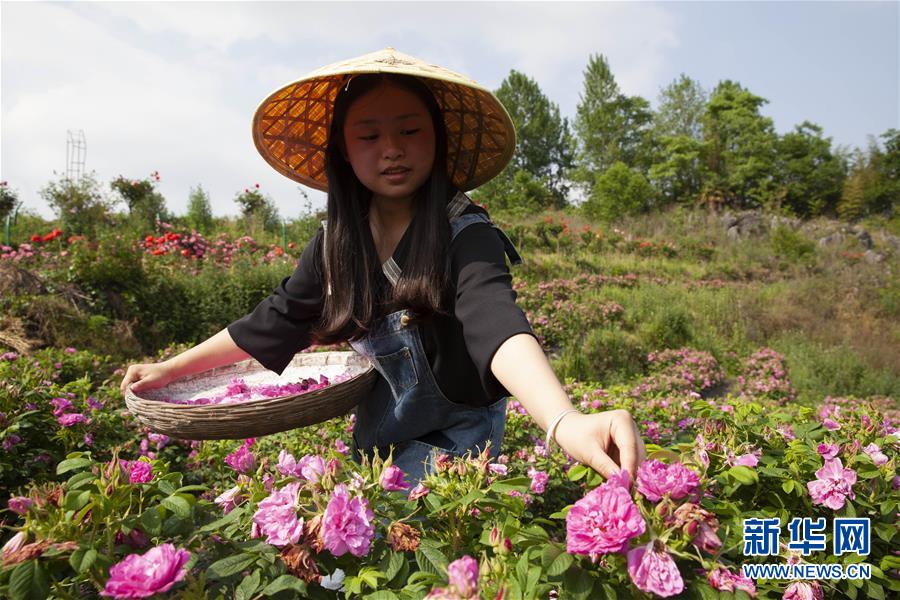 5月14日，在貴州省畢節(jié)市百里杜鵑戛木管理區(qū)鮮花基地，村民在采摘鮮花。 近年來，貴州省畢節(jié)市百里杜鵑戛木管理區(qū)大力發(fā)展以月季、玫瑰為主的鮮花產業(yè)，除供旅游賞花外，還進行鮮花深加工，生產花餅、花茶、花酒、花糖等產品，通過線上線下模式進行銷售。 目前，戛木管理區(qū)已在中塘村、大堰社區(qū)打造了面積1000余畝的鮮花基地，“鮮花經濟”已成為當地推動農旅融合發(fā)展，帶動農民增收致富的主要產業(yè)。 新華社發(fā)（陳龍 攝）