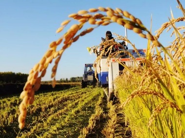 विश्वमा कचौराको लागि #समाचार सन्दर्भ