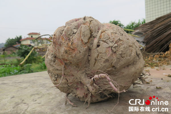 图片默认标题_fororder_重达31.4斤的红薯