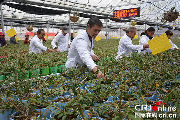 图片默认标题_fororder_工人采摘石斛黄叶（摄影-雷艳）