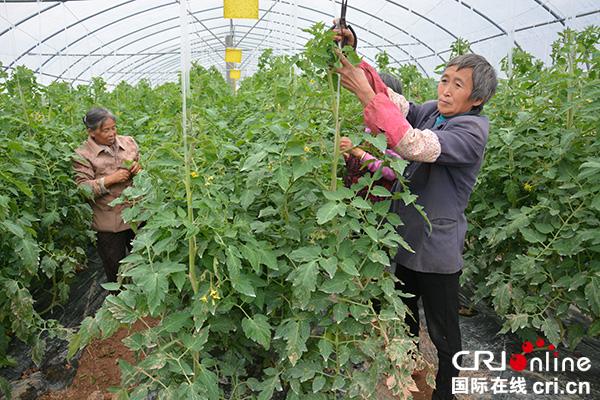图片默认标题_fororder_村民为西红柿疏果（摄影-雷艳）
