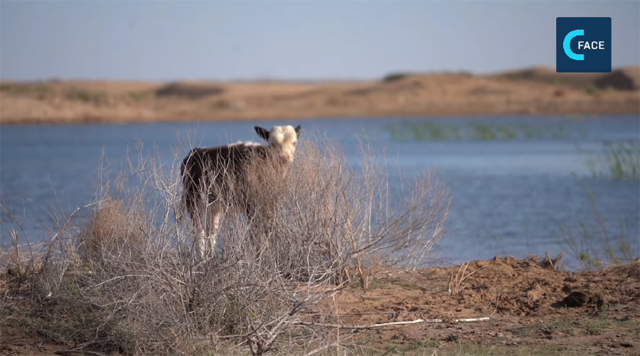 ผันน้ำแม่น้ำเหลือง ฟื้นความชุ่มชื้นทะเลทรายคู่ปู้ฉี_fororder_2601632974141_.pic_hd