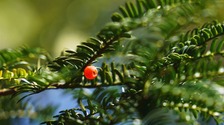 【城市远洋】重庆野生红豆杉种群复苏迹象明显