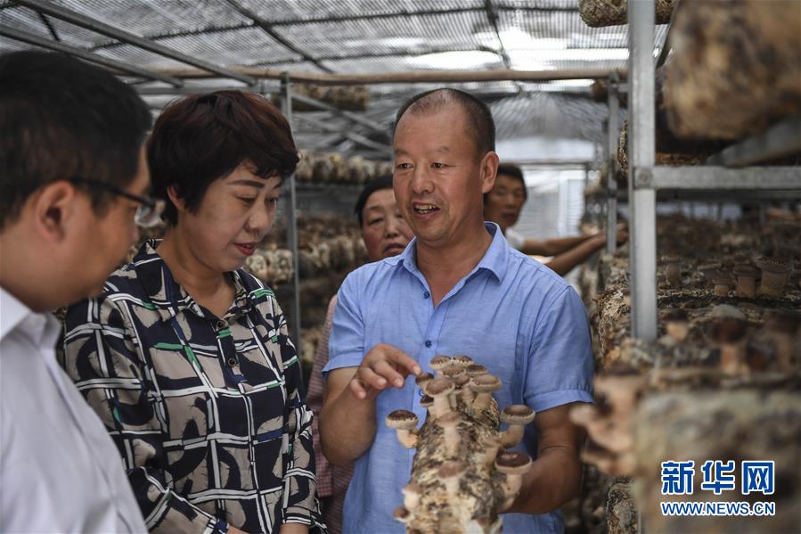 秦岭小镇特色农业 铺就家门口致富路