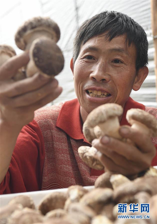 秦岭小镇特色农业 铺就家门口致富路