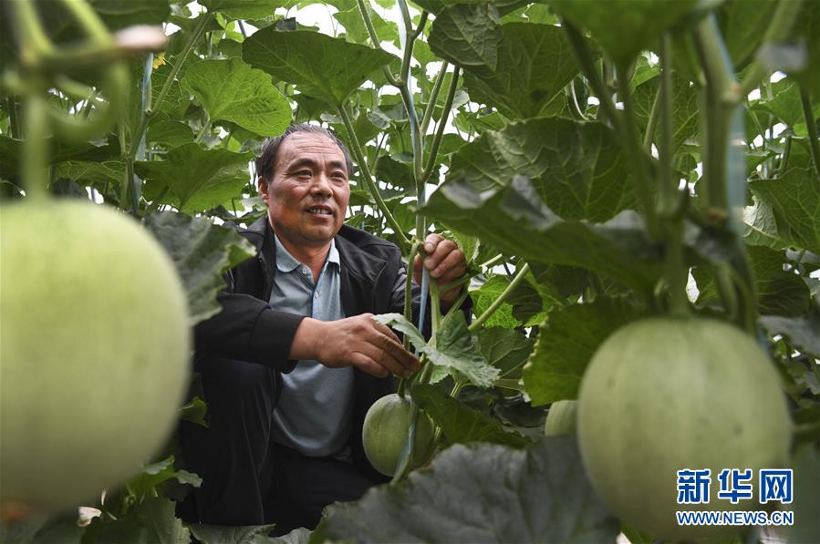 秦岭小镇特色农业 铺就家门口致富路