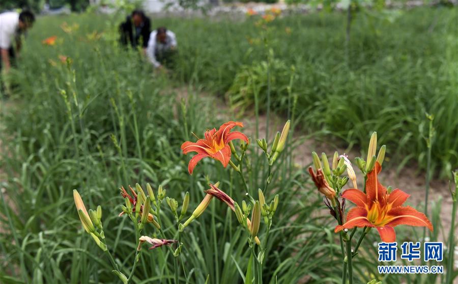 秦岭小镇特色农业 铺就家门口致富路