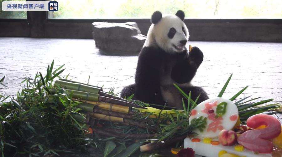 三只“滚滚”集体过生日 上海野生动物园为大熊猫庆生