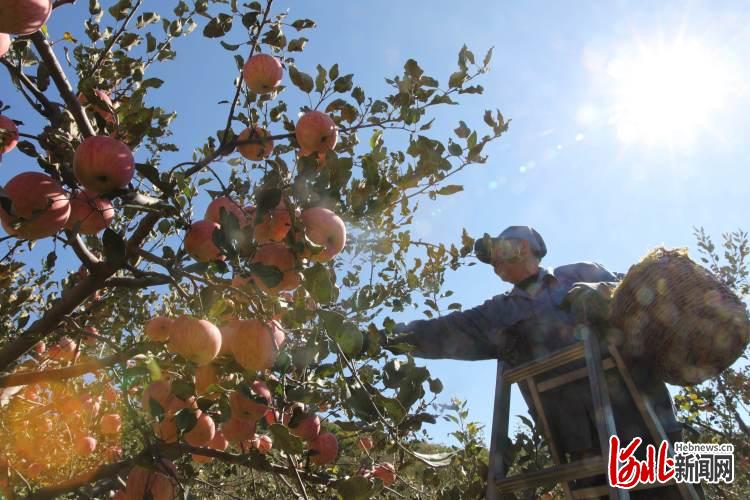 河北承德：燕山脚下苹果红