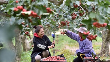 河北人口2021总人数口_河北石家庄:2021年人口变动情况抽样调查11月1日启动