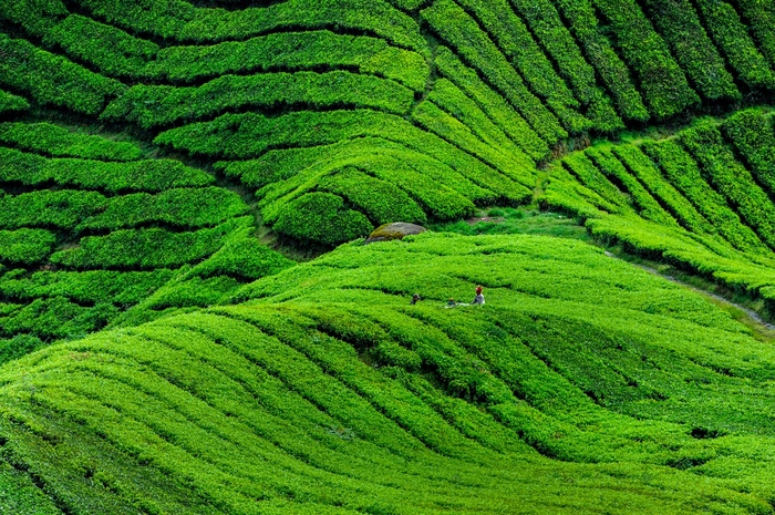 말레이시아 카메론 하이랜드_fororder_11(1)