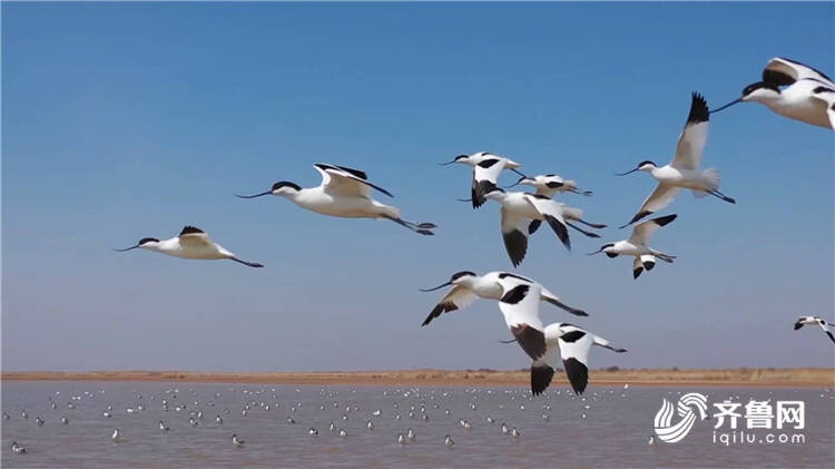 百万候鸟云集 黄河三角洲成全球最大东方白鹳繁殖地