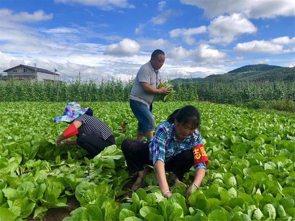 图片默认标题_fororder_有机蔬菜种子基地-摄影杜畅2