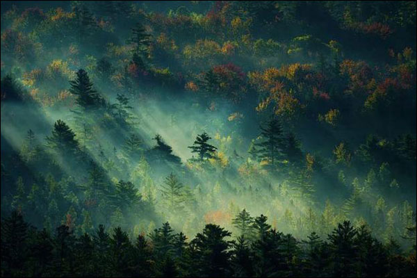 ขนาดพื้นที่ป่าไม้และปริมาณสำรองป่าของจีนล้วนเพิ่มขึ้นต่อเนื่องเป็นเวลา 30 ปี_fororder_20211009sl2