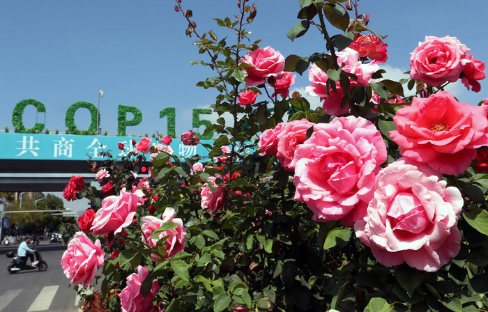 다채로운 운남, 다양한 생물의 보호_fororder_bnjhjg